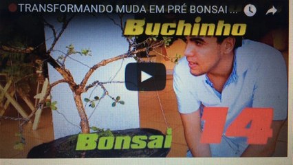 TRANSFORMANDO MUDA EM PRE BONSAI (Demonstração) -BonsaiCurso #13