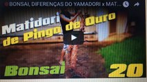 BONSA: DIFERENÇAS DO YAMADORI x MATIDORI - BonsaiCurso# 17