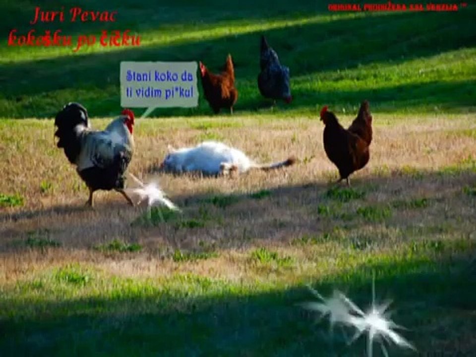 Juri pevac kokosku po cicku