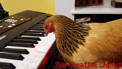 Une poule joue « America the Beautiful » au clavier