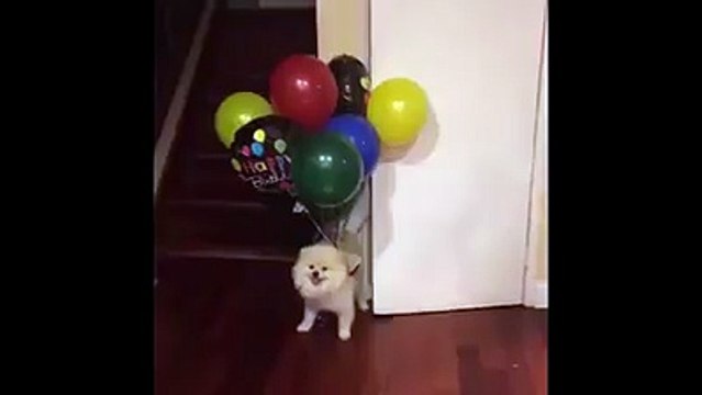 Legano dei palloncini alla pettorina del cane e quello che accade ti farà ridere!