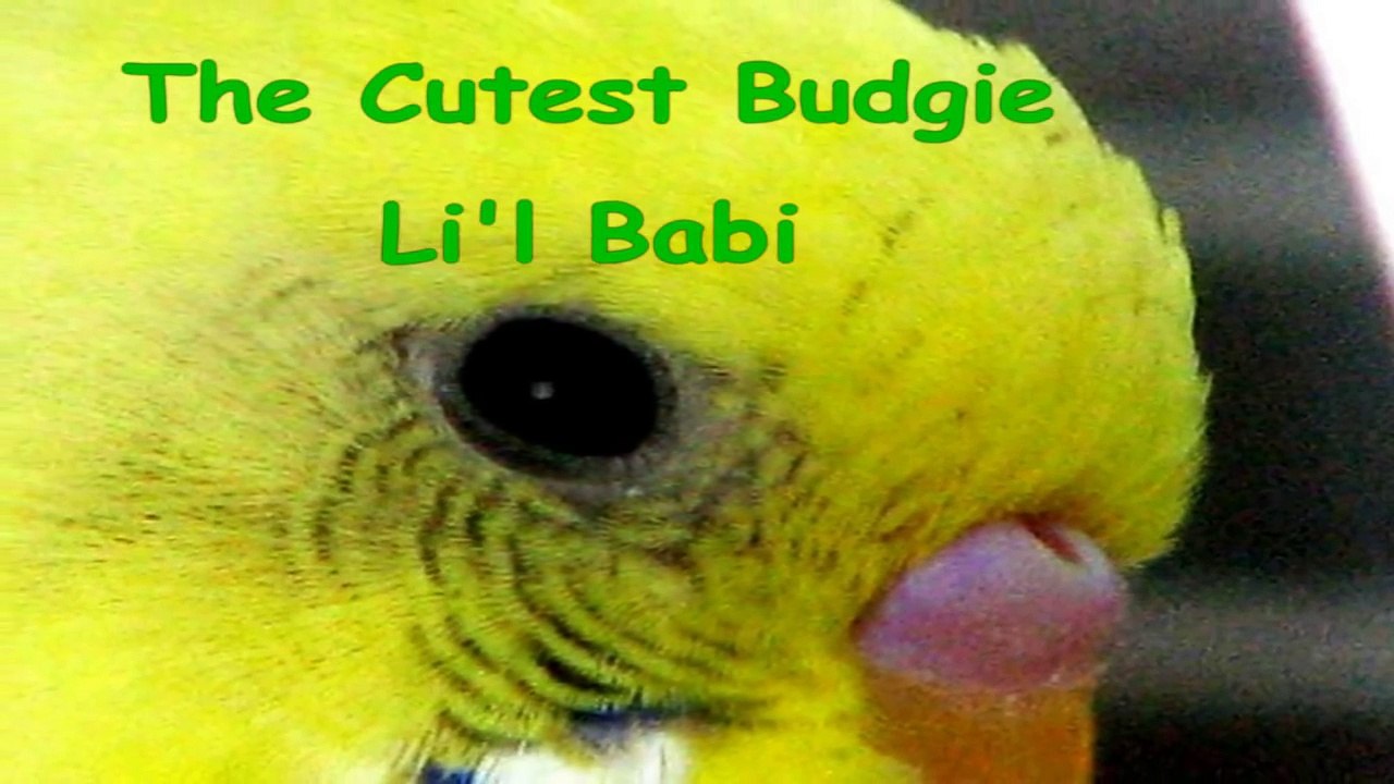 The Most Adorable Buddgie In World