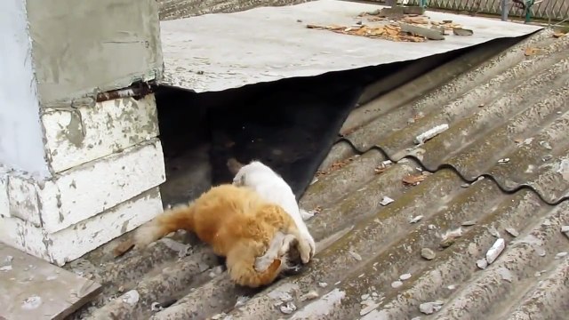 Кошки дерутся Драка на крыше