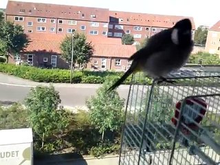 A Real Iraqi Thoroughbred Bird - بلبل عراقي اصيل