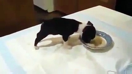 я ржал))) прикольный щенок) funny videos