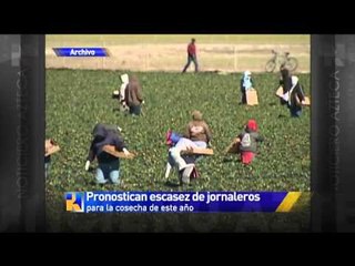 Pronostican escasez de jornaleros para cosechas en Washington