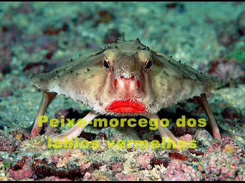 Conheça as 21 Criaturas Desconhecidas do Planeta Terra[1]