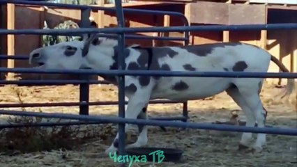 Кошки приколы Животные отжигают -  подборка приколов