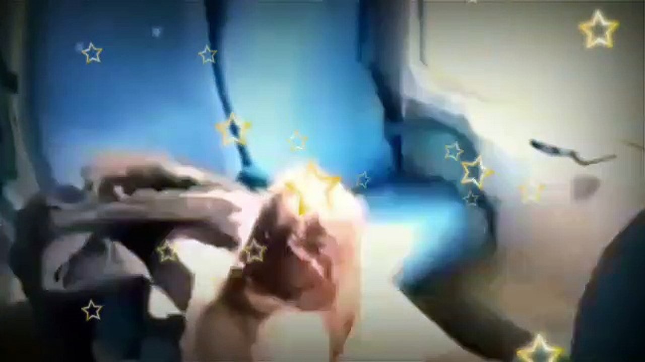 funny video by br all is one