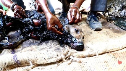 Sauvetage d'un chien recouvert de goudron