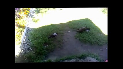 Коты и вороны приколы.Ржач.Crows and Cats