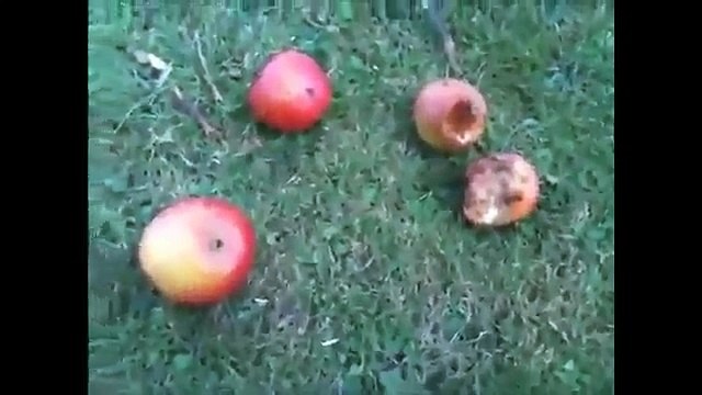 Голубь немного перебрал