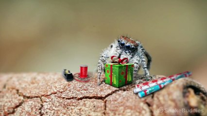 A Peacock Spider Christmas