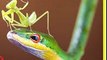 Giant praying mantis attacks snake and eating it