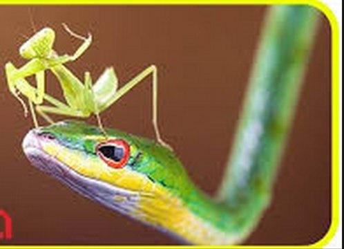 Giant praying mantis attacks snake and eating it