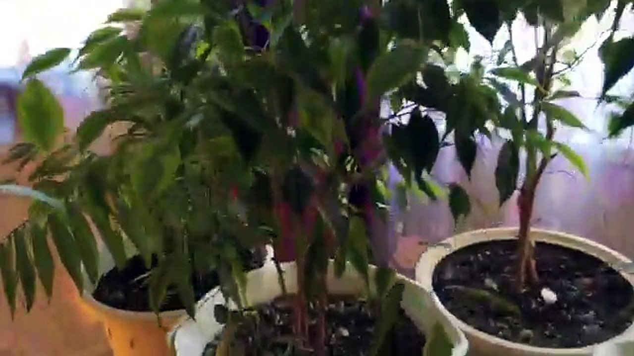 как вырастить фикус