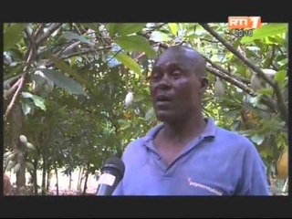 L'attente de la 1ère campagne du café cacao après les réformes