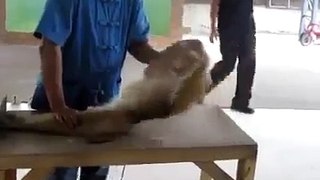 Смешная обезьяна качает пресс и отжимается
