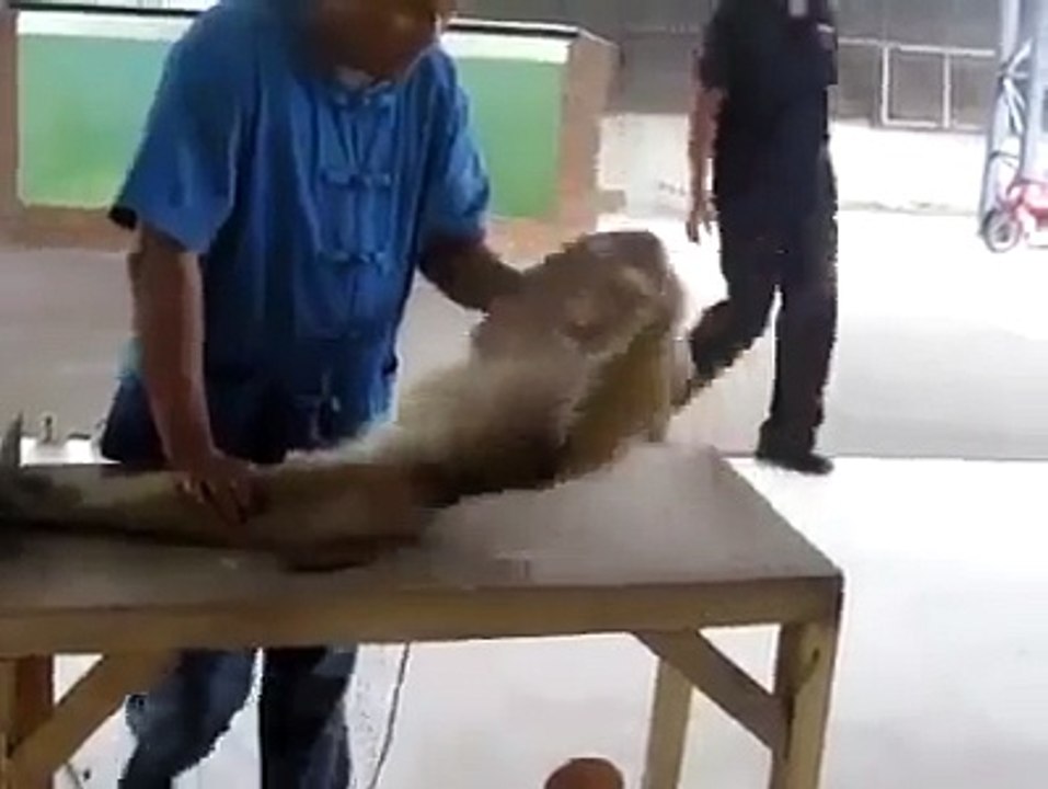 Смешная обезьяна качает пресс и отжимается