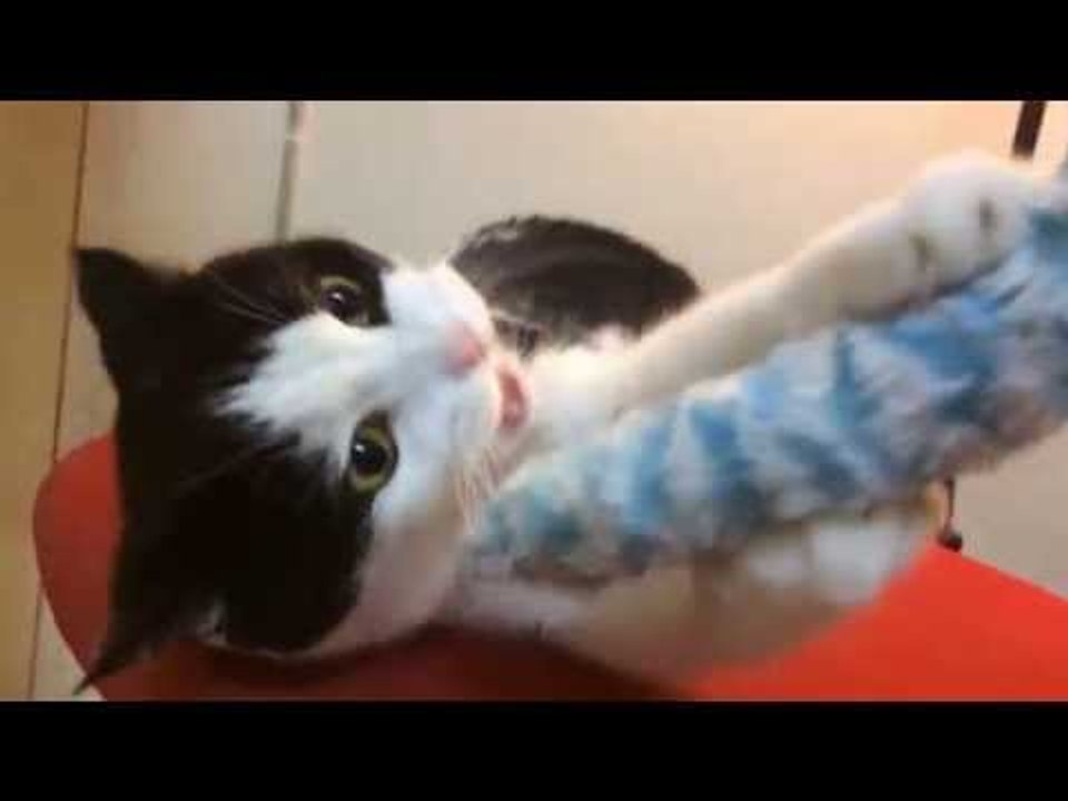 Theycallmemeaow - ดุ๊กดิ๊กสเตป Dookdik Step 1