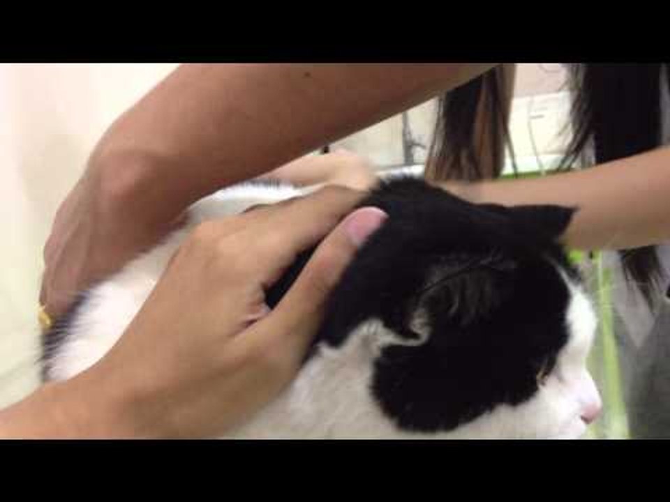 Theycallmemeaow - สวัสดีคุณหมอ