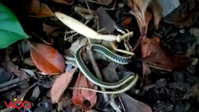 Giant praying mantis attacks snake and eating it - unbelievable !