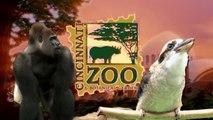 Baby Gorilla Kamina Moves in With Other Gorillas - Cincinnati Zoo