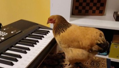Patriotic Chicken Playing Keyboard Piano