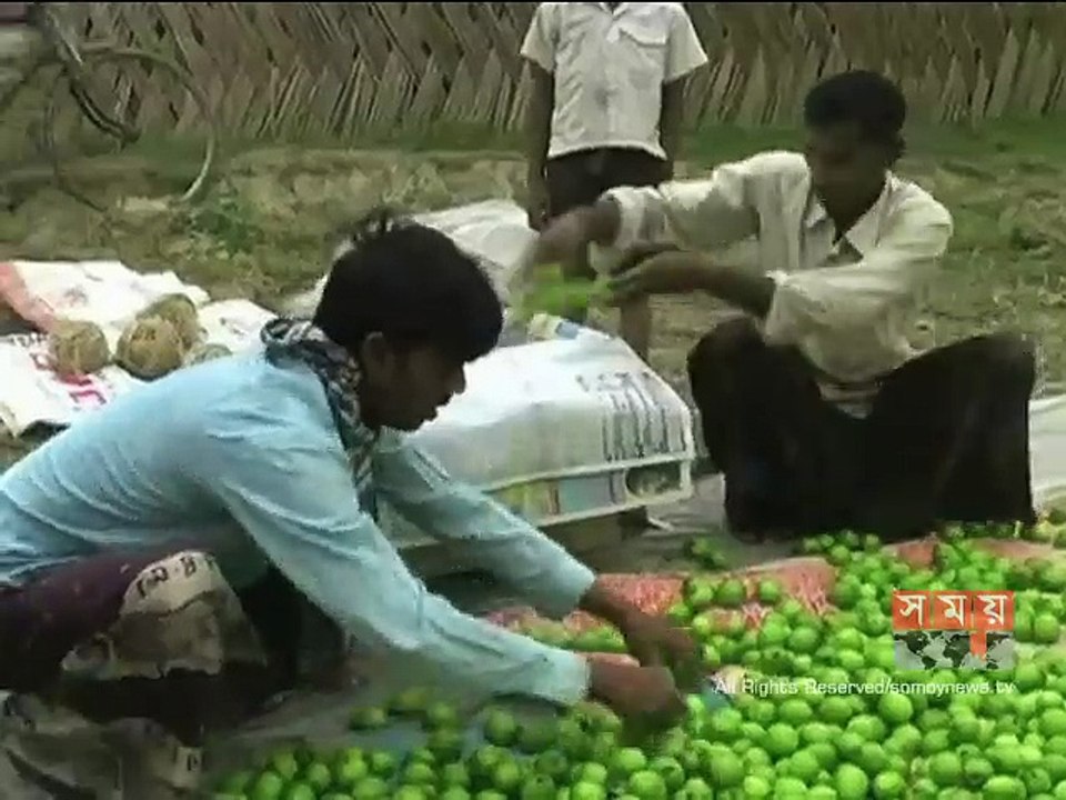 মেহেরপুরে বাউকুলের বাম্পার ফলন