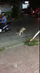 Must Watch Funny Dog Viral Video - Let Me Help You Baby :D