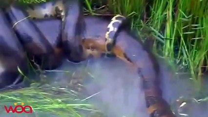 Have you ever seen    The biggest and the most dangerous snake making love in nature