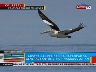 Australian pelican na napadpad sa General Santos City, pinagkaguluhan