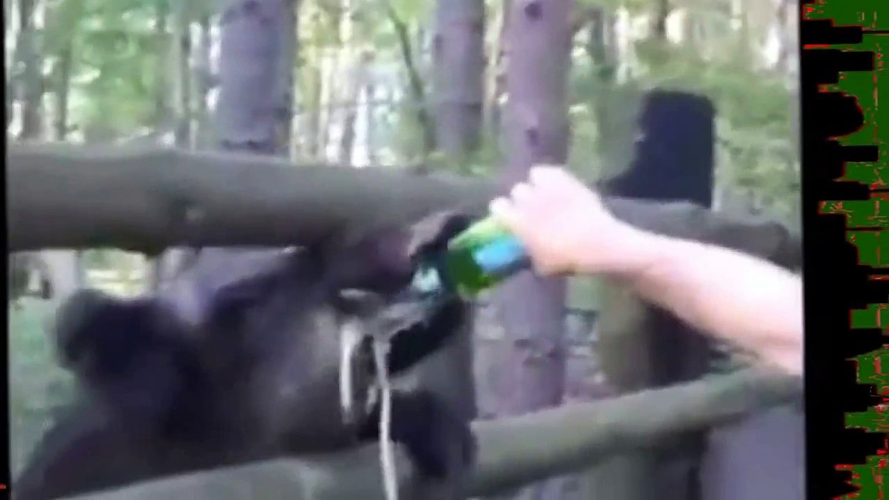 Приколы с Дикими Кабанами! Ржачненько