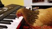 Une poule joue l'hymne américain au piano avec son bec !