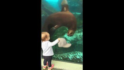 Морской Лев играет с малышом