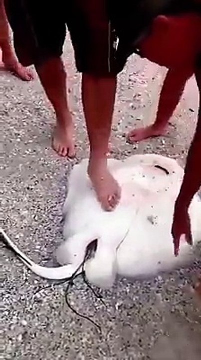 Ils découvrent une raie échouée sur le point d'accoucher et l'aide à mettre au monde ses petits