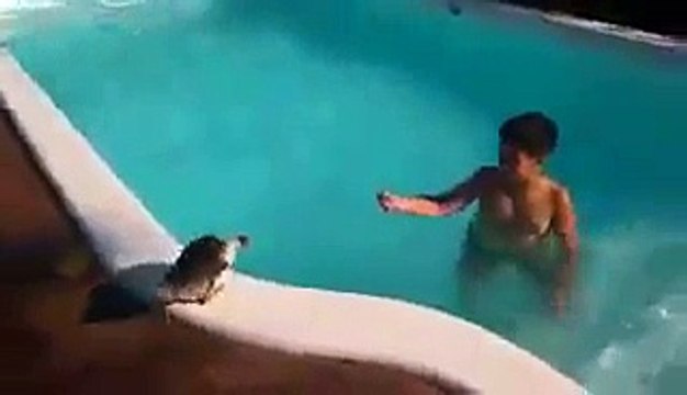 Ce gamin joue dans sa piscine avec son canard !