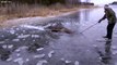 Il vient sauver un élan piégé dans la glace sur un lac gelé