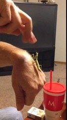 Faire de la boxe contre une mante religieuse ! Trop mignon