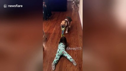 English Bulldog pulls toddler to 'clean the floor'