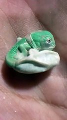 Vivez en direct la fascinante naissance d'un bébé Caméléon