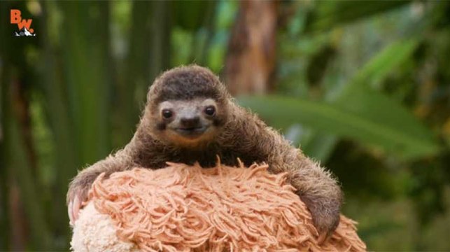 Le petit paresseux B-Rad devient la mascotte du Web...