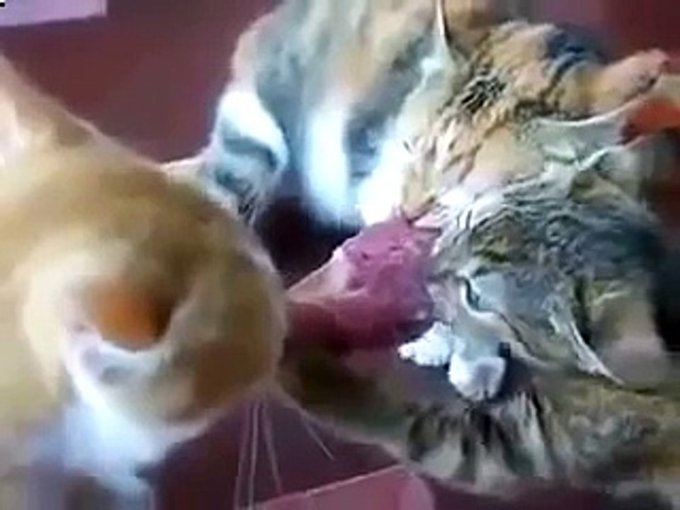 Коты отчаянно сражаются за еду!Смотреть всем1