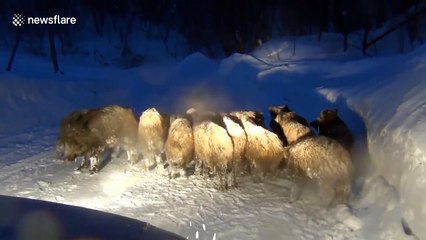 Wild boars create road block on snowy Russian road