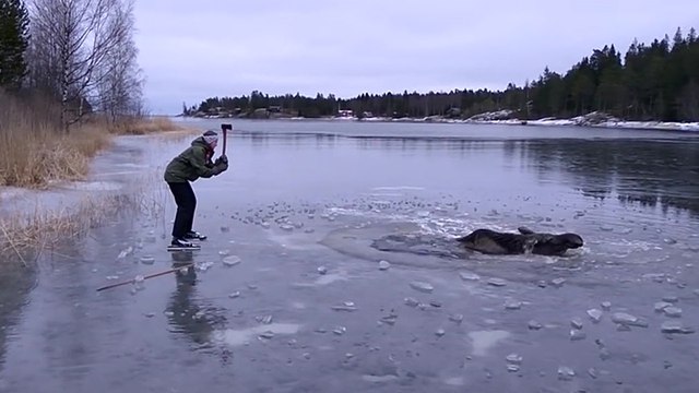 Ils aident un élan coincé dans un lac gelé