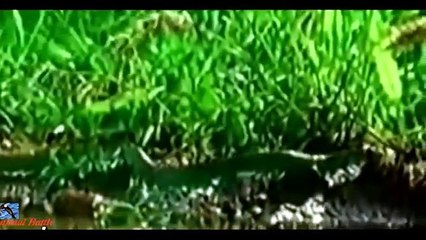 Frogs eat snake amazing video_ incredible