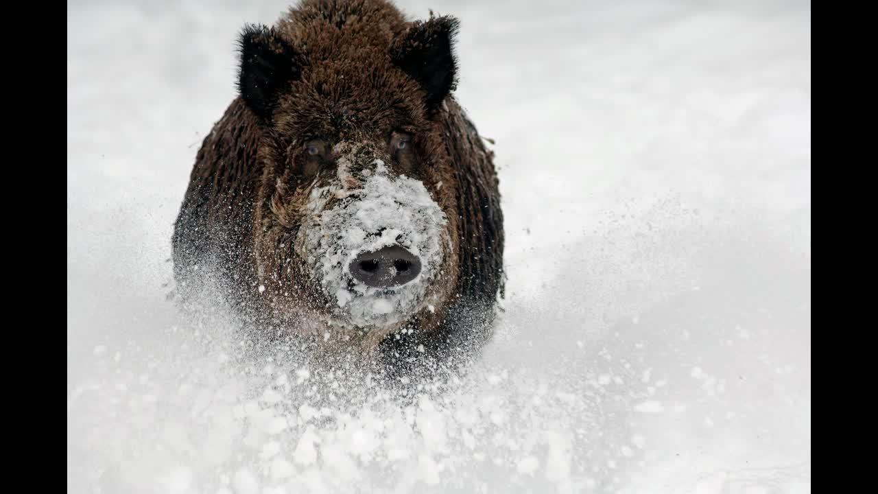 Sangliers dans la neige