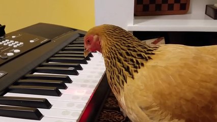 Une poule joue du clavier