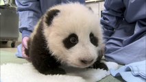 Big Furry Belly & First Tooth - Panda Cub 11th Exam