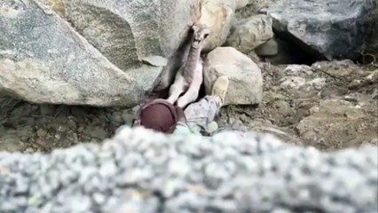 Un homme vient au secourt d'un jeune dromadaire coincé !